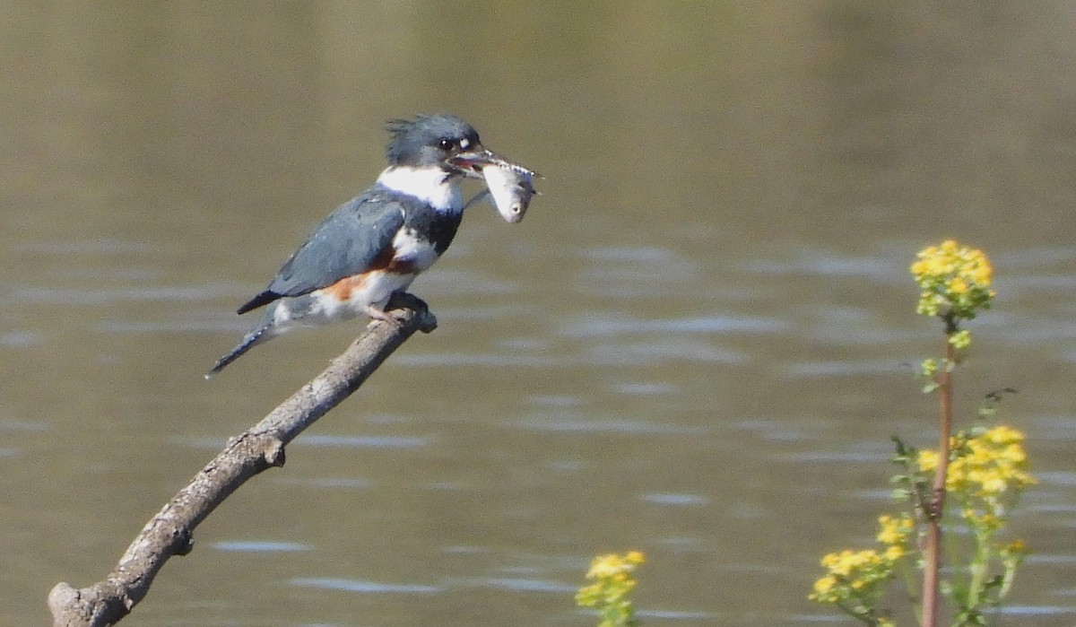 Belted Kingfisher - William Galloway