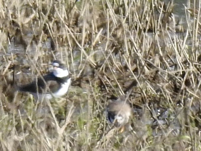 Semipalmated Plover - ML619152904