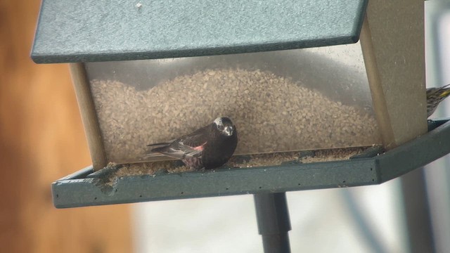 Black Rosy-Finch - ML619152906