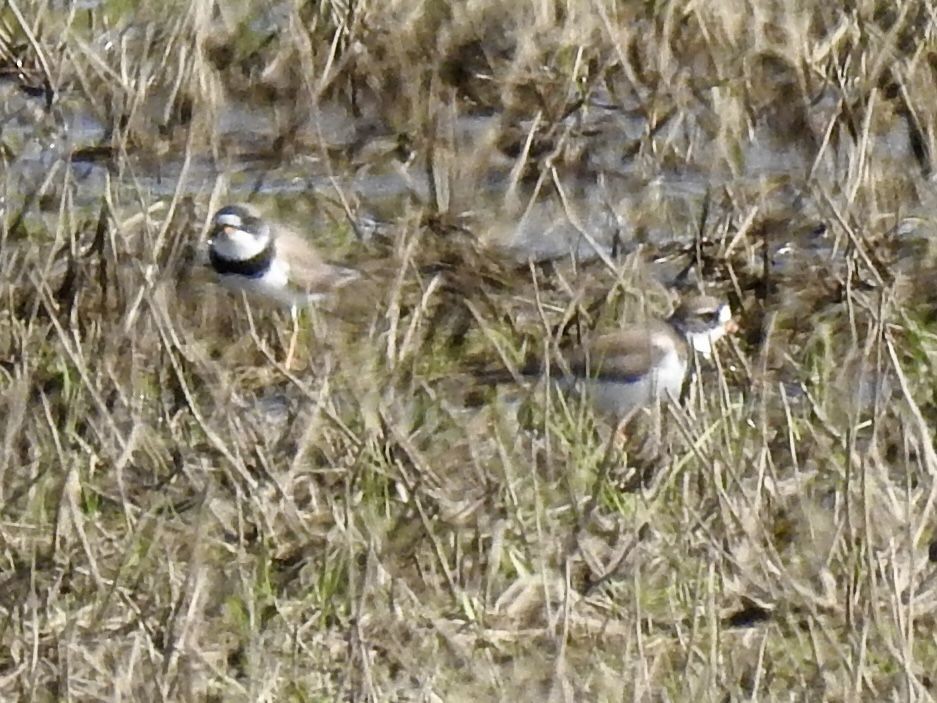Semipalmated Plover - ML619152918
