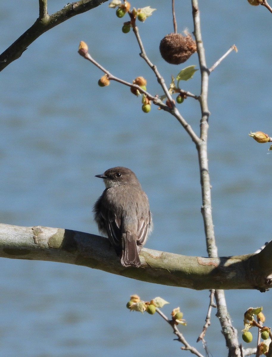 Eastern Phoebe - William Galloway