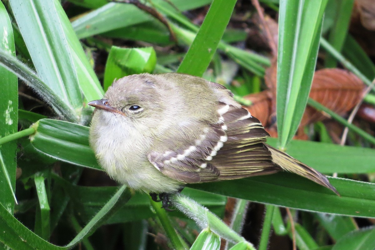 Olivaceous Elaenia - André Tostes Tostes