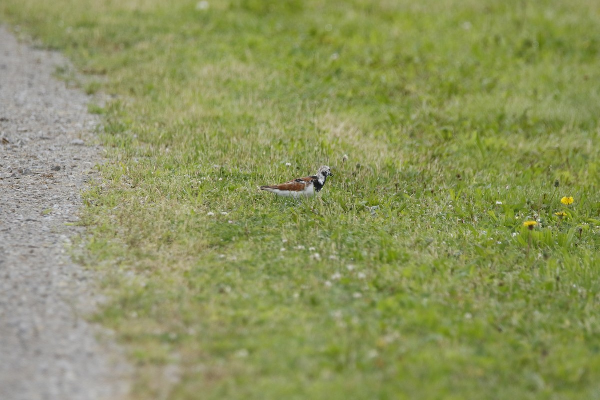 Ruddy Turnstone - ML619152949