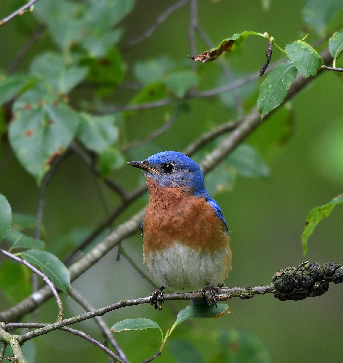 Eastern Bluebird - Jaime Thomas