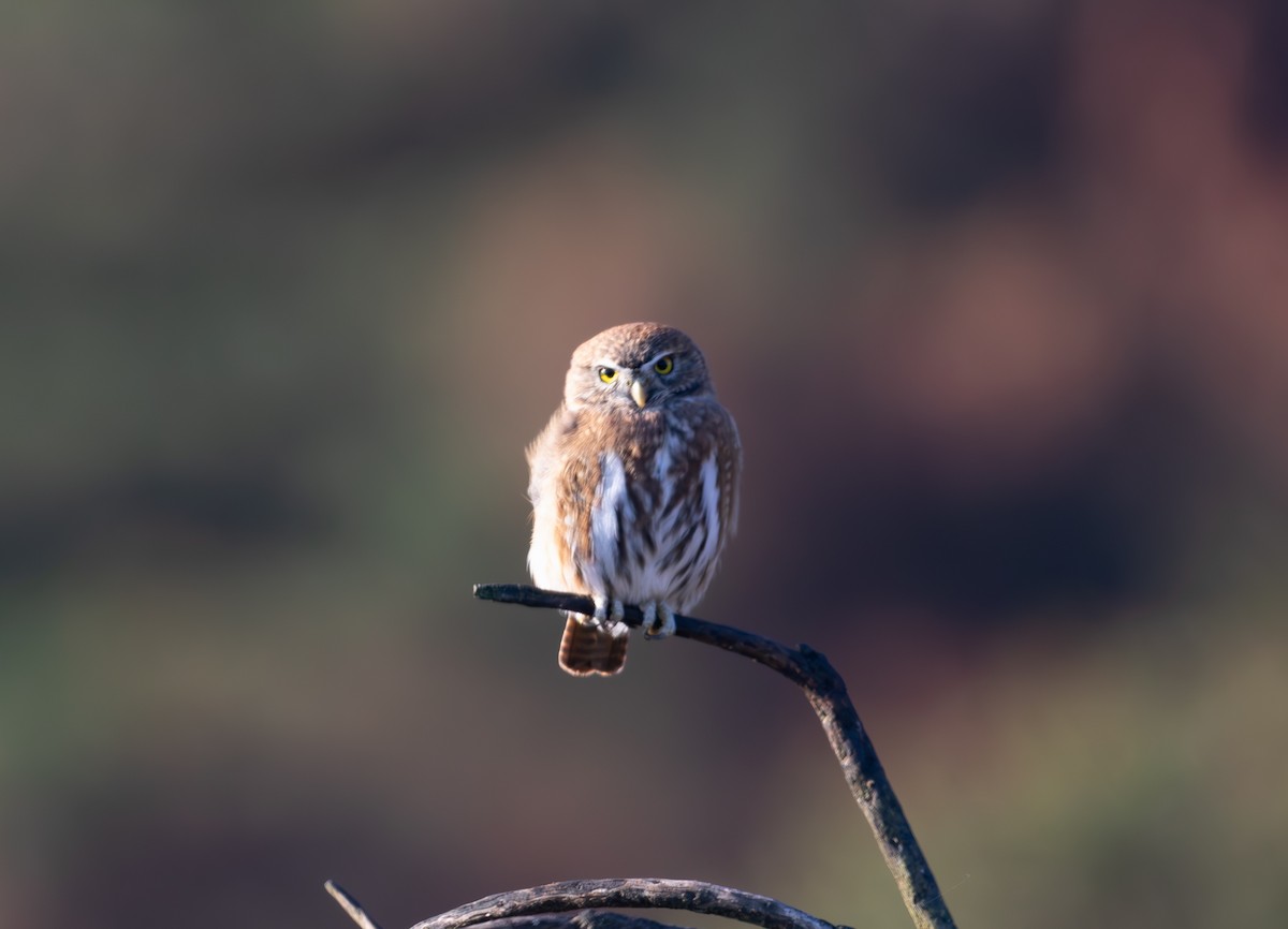 Austral Pygmy-Owl - Francisco Vera