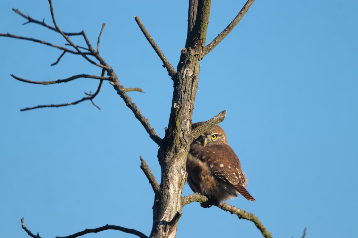 Austral Pygmy-Owl - ML619152960