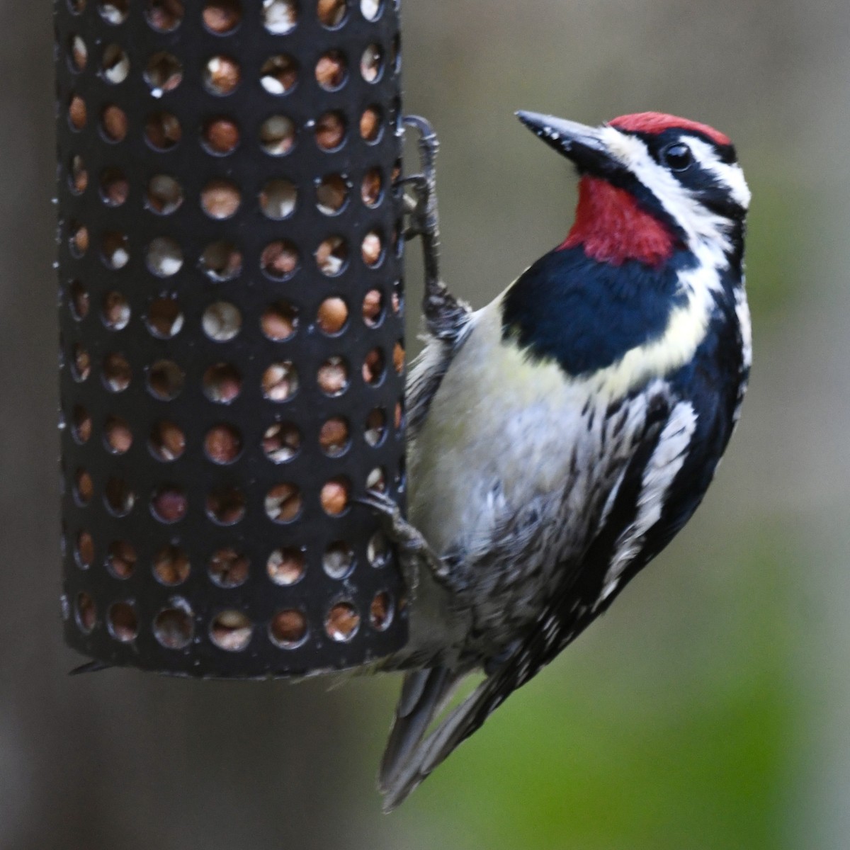 Yellow-bellied Sapsucker - ML619152971