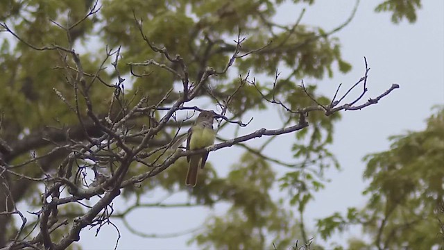 Great Crested Flycatcher - ML619152979