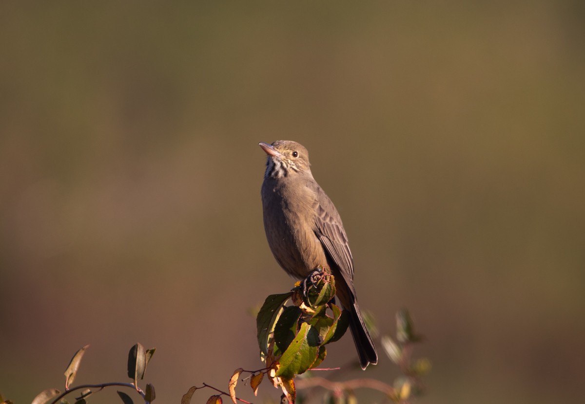 Great Shrike-Tyrant - ML619152985