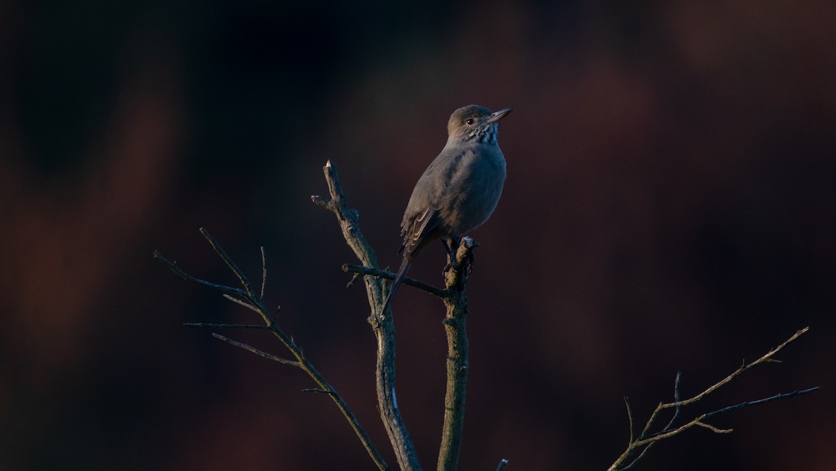 Great Shrike-Tyrant - ML619152986