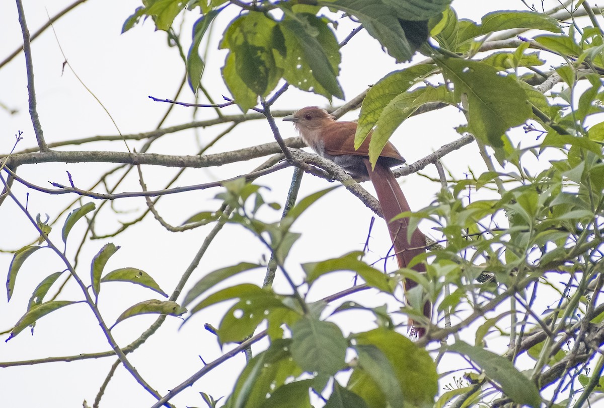 Squirrel Cuckoo - ML619152991