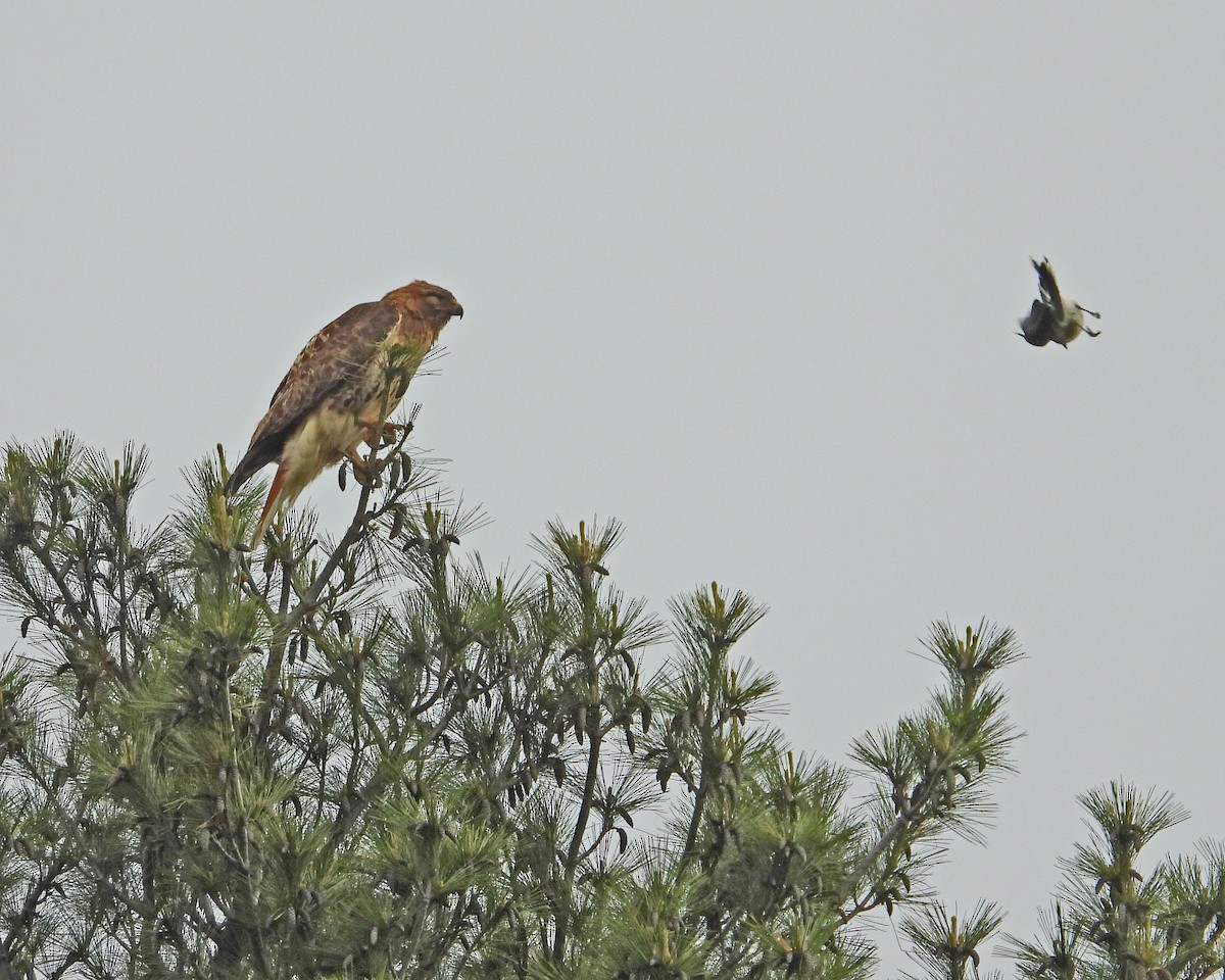 Red-tailed Hawk - ML619152994