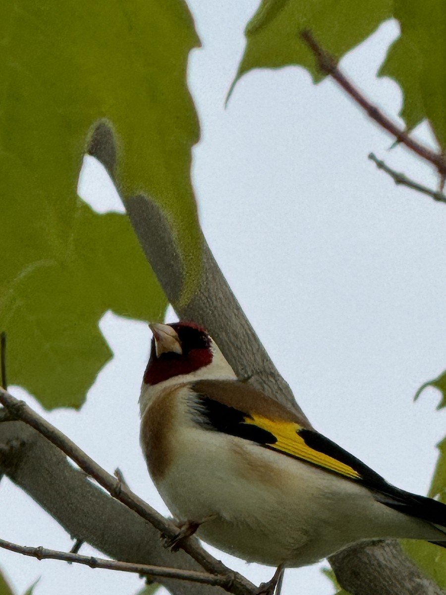 European Goldfinch - Gayle Kricke