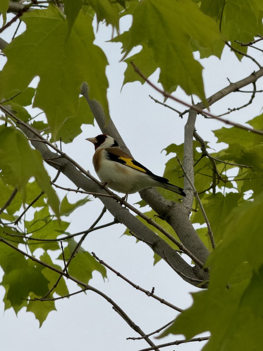 European Goldfinch - Gayle Kricke
