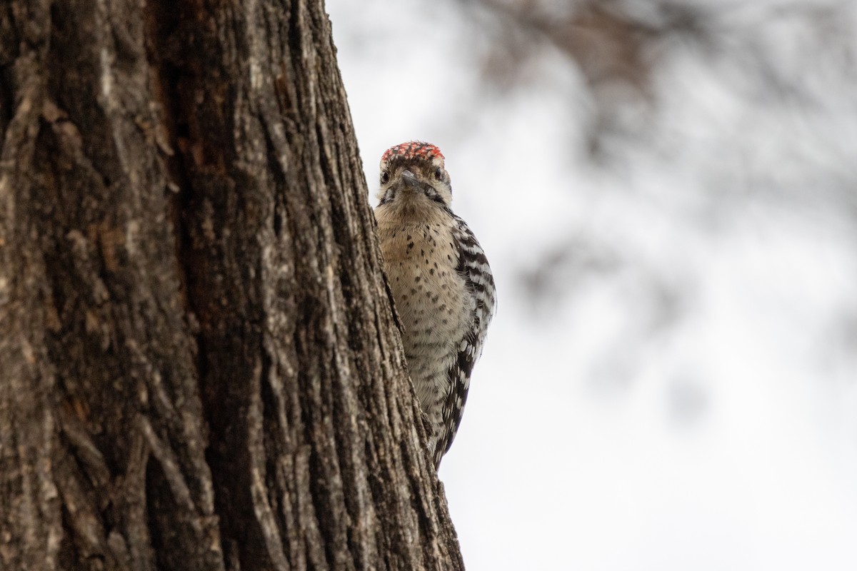 Ladder-backed Woodpecker - Marshall Breedlove