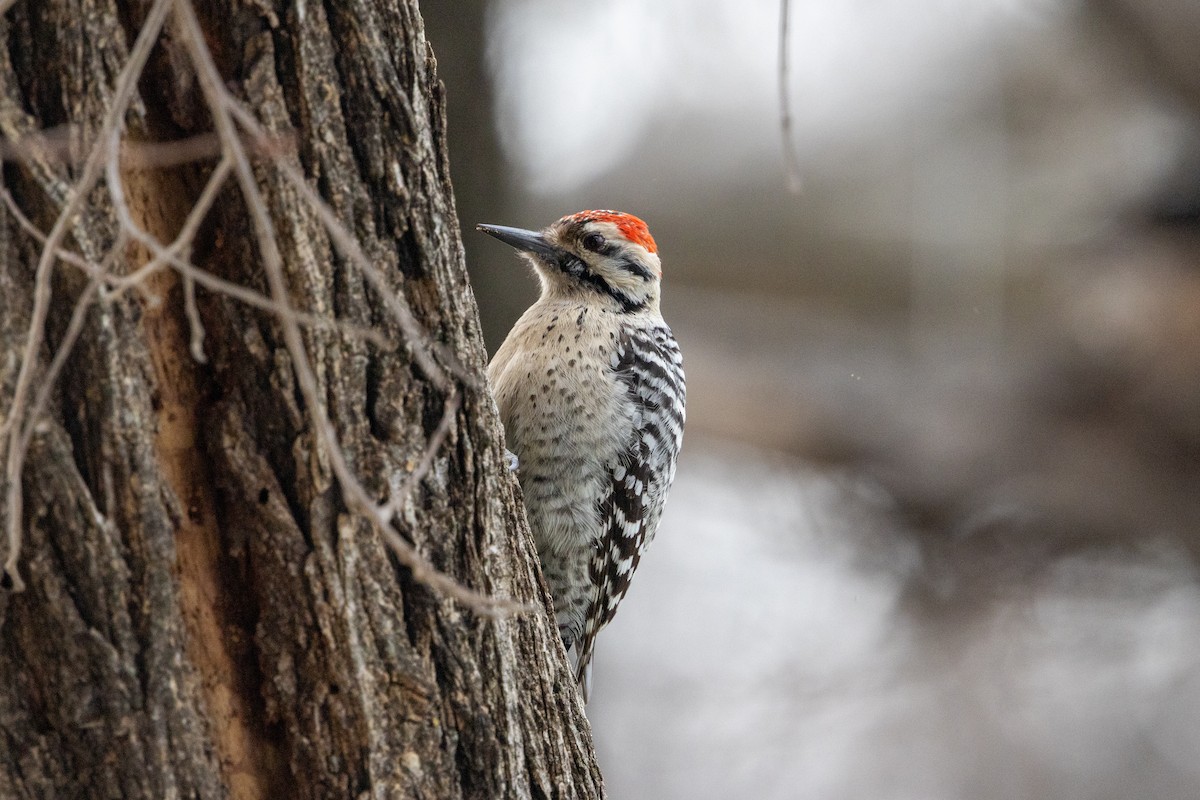 Ladder-backed Woodpecker - Marshall Breedlove