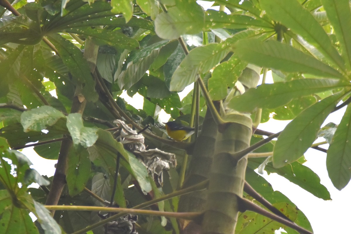Tropical Parula - irina shulgina