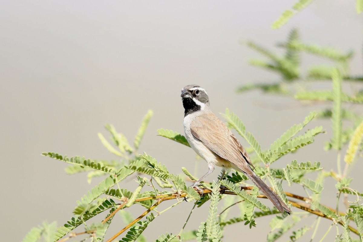 Black-throated Sparrow - Randy Smith