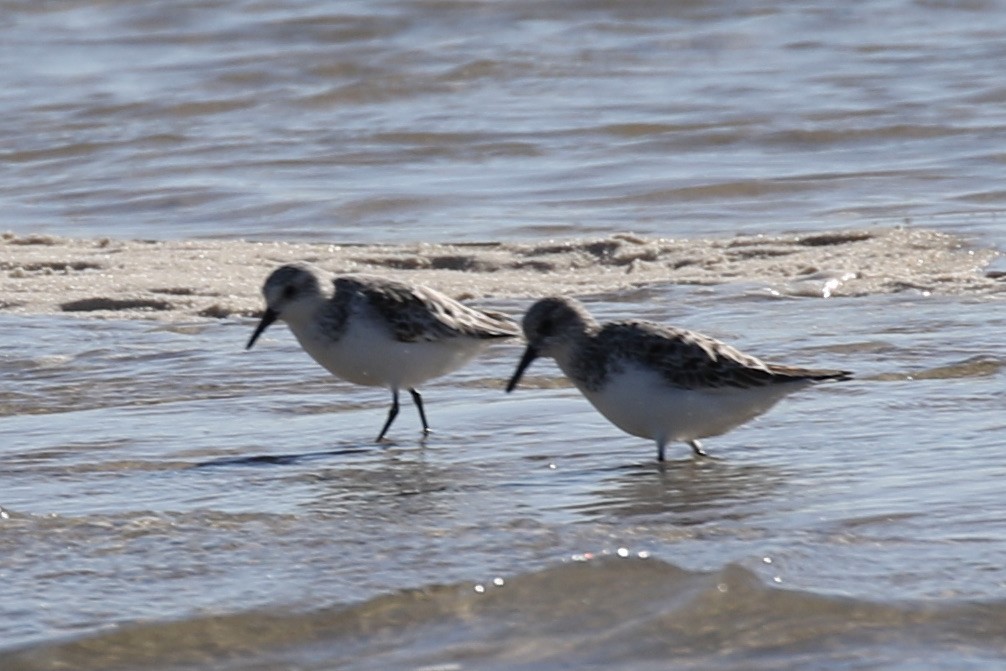 Sanderling - Pranav Kumar