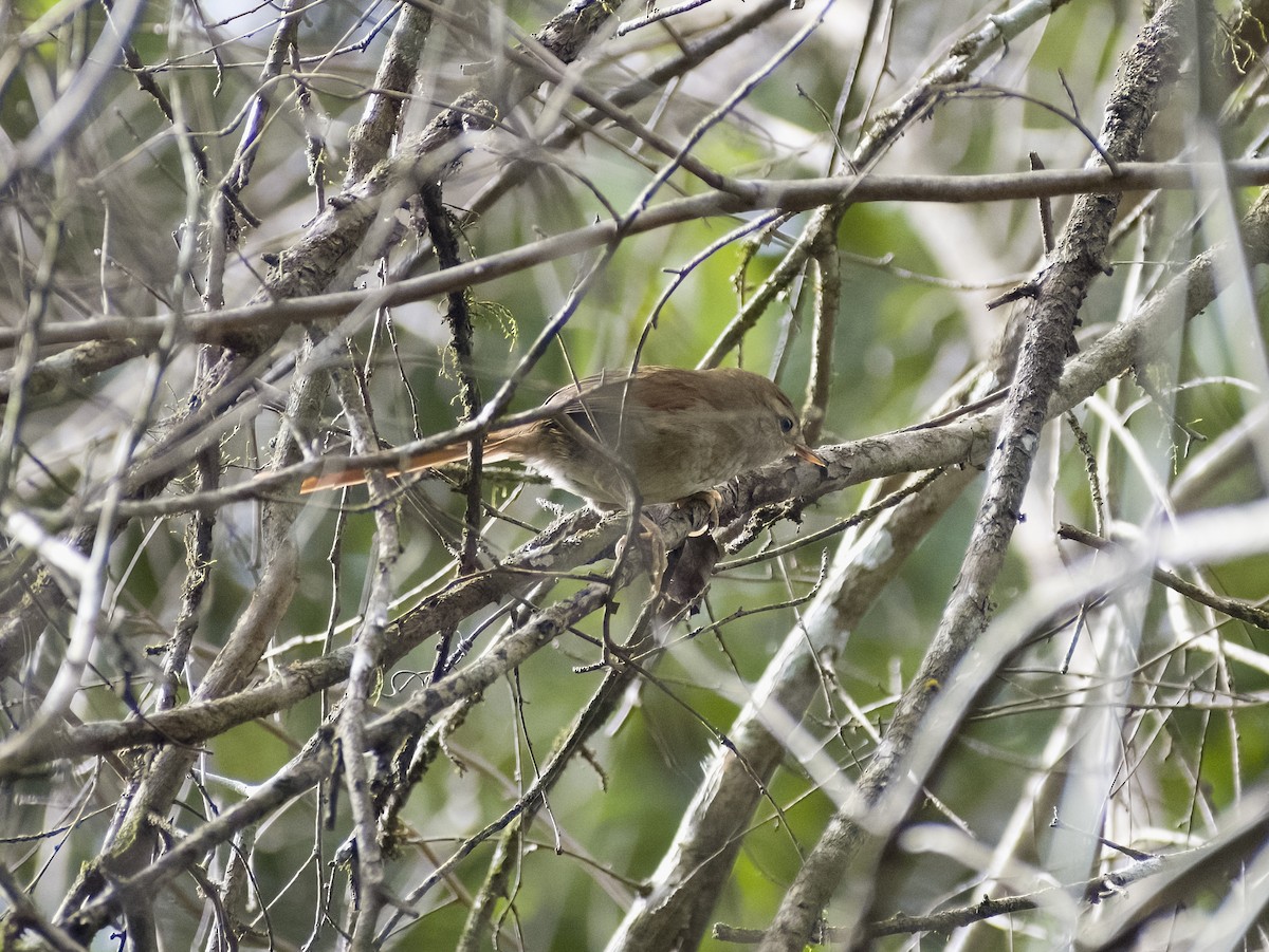 Azara's Spinetail - Giselle Mangini