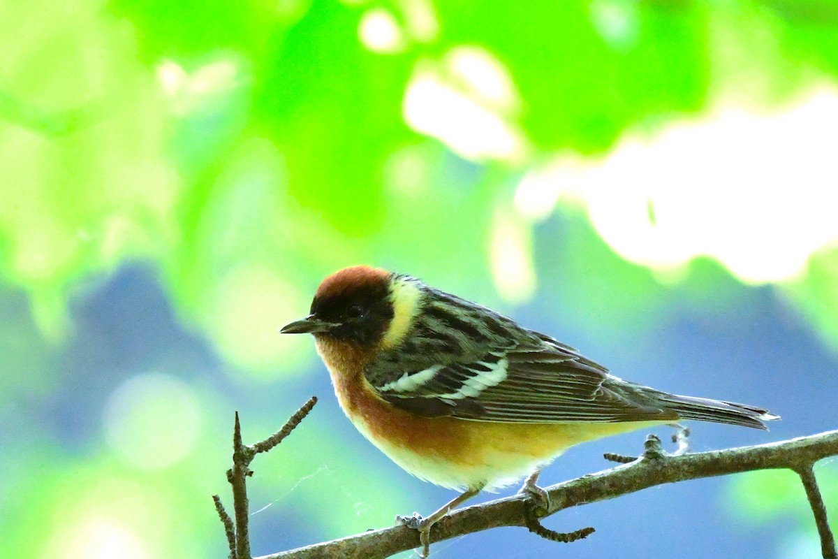 Bay-breasted Warbler - Winston Poon