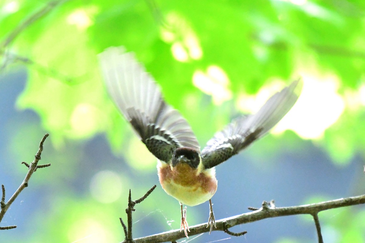 Bay-breasted Warbler - Winston Poon