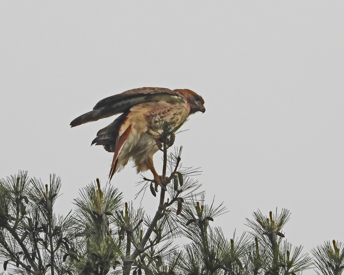 Red-tailed Hawk - ML619153064