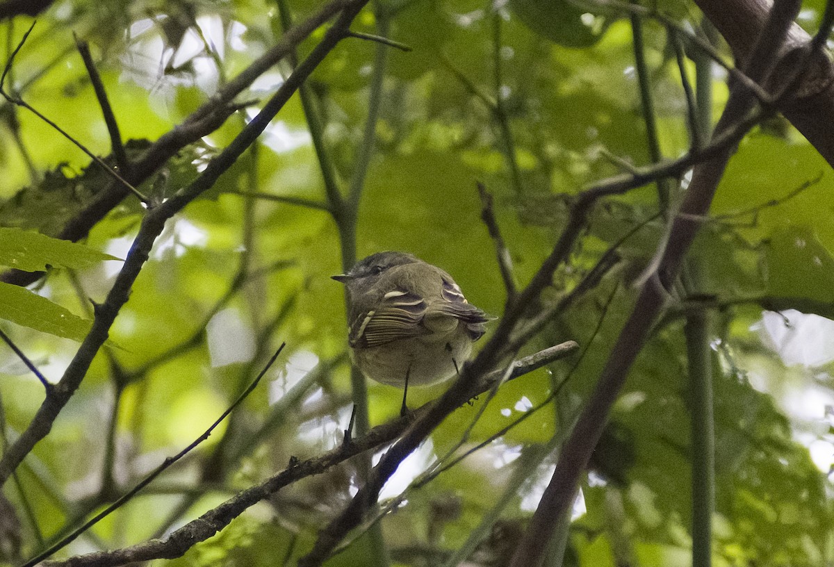 Sclater's Tyrannulet - Giselle Mangini