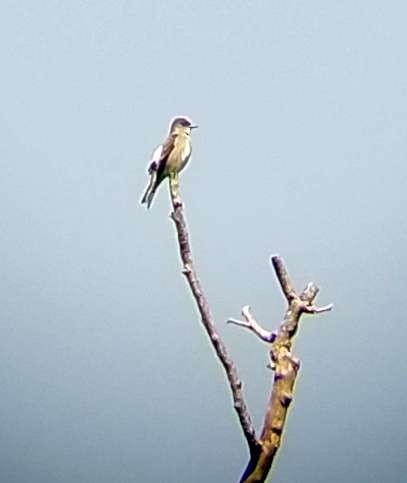 Olive-sided Flycatcher - ML619153078