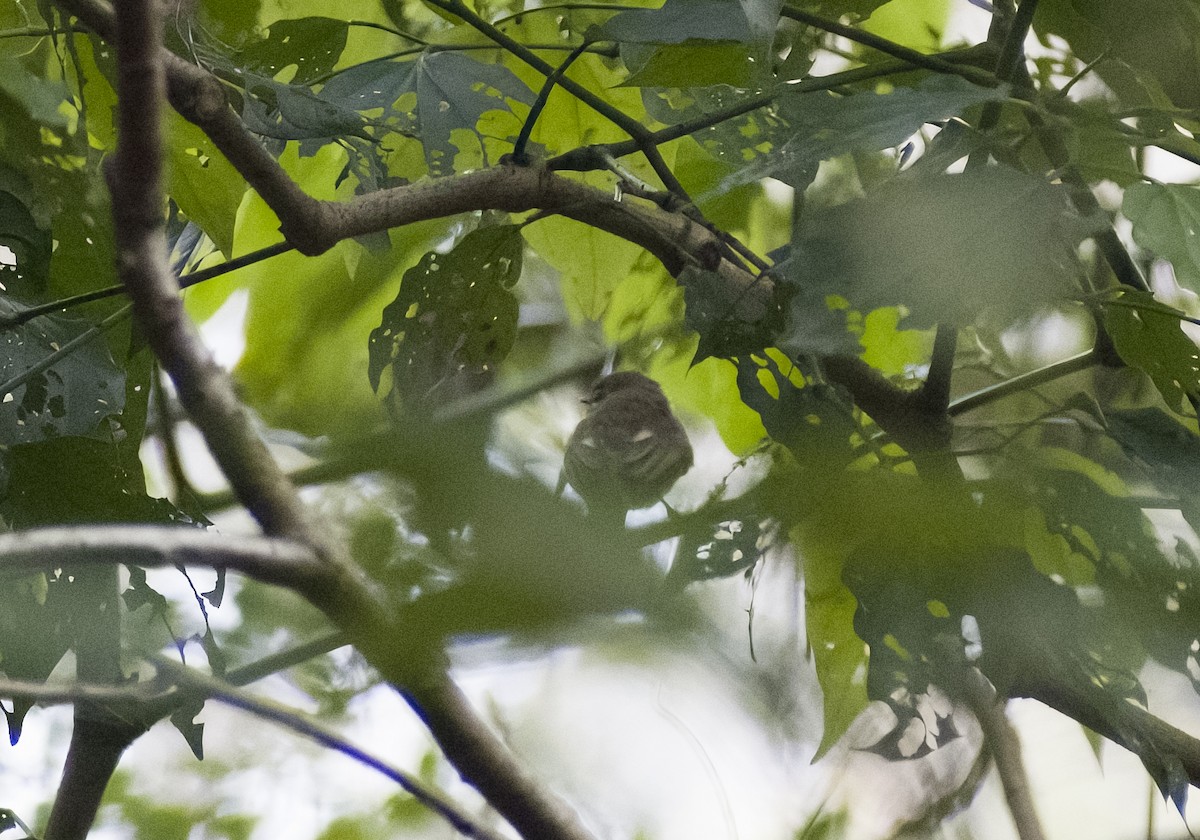 Greenish Elaenia - Giselle Mangini