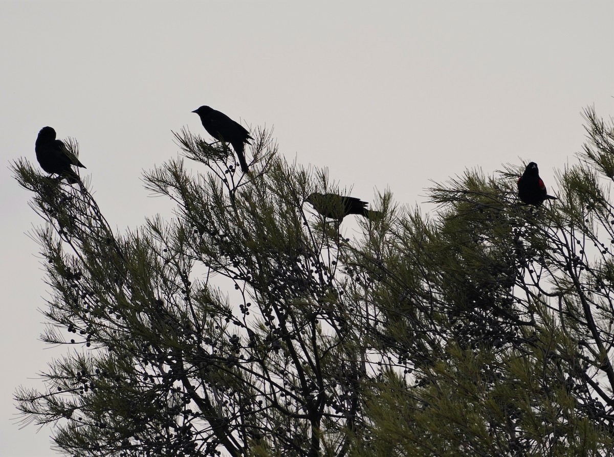 Red-winged Blackbird - ML619153082