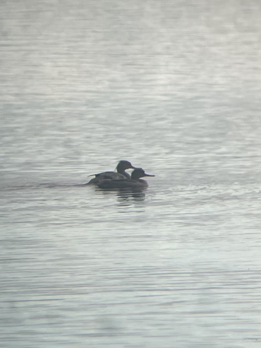 Red-breasted Merganser - ML619153087