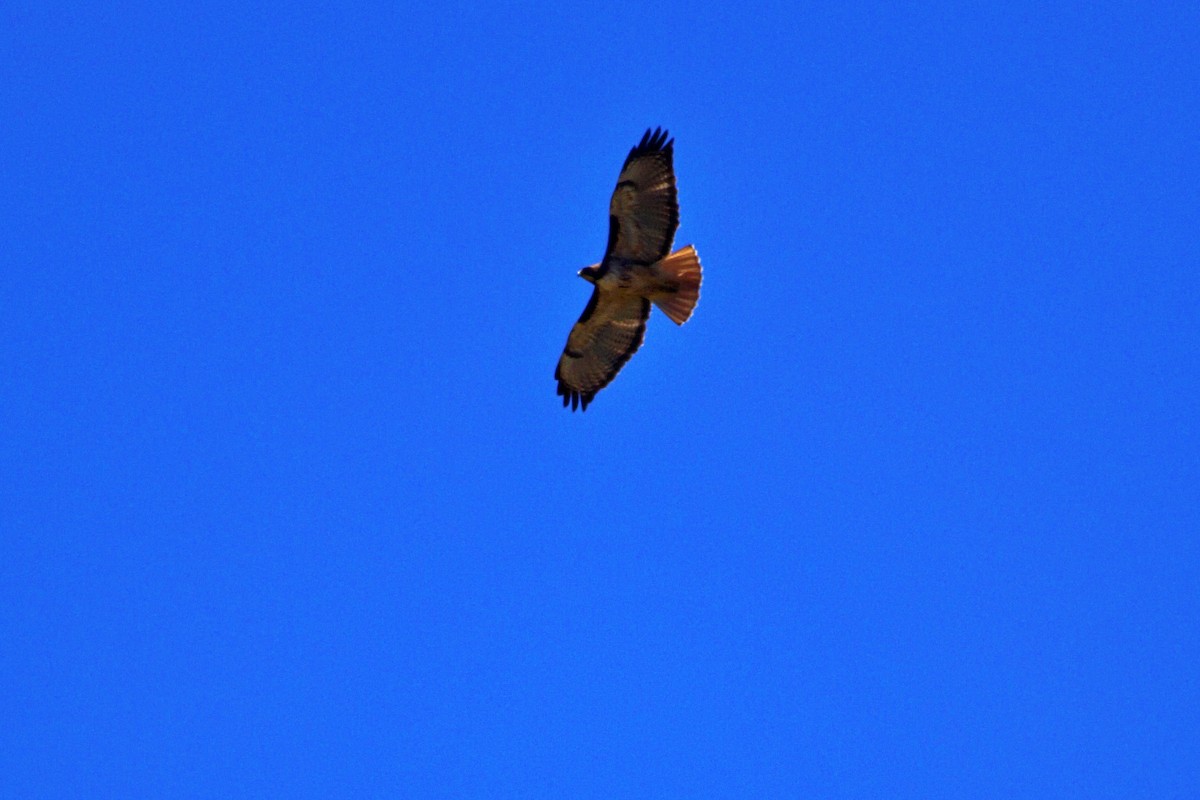 Red-tailed Hawk - Carlos Contreras Terrazas