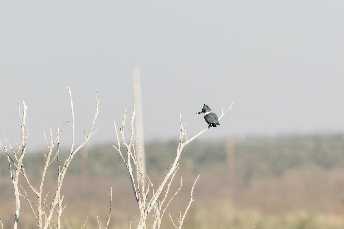 Belted Kingfisher - Marshall Breedlove