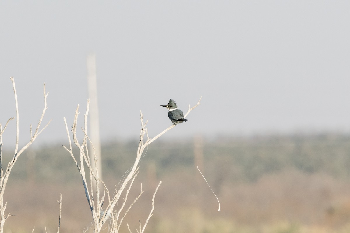 Belted Kingfisher - Marshall Breedlove