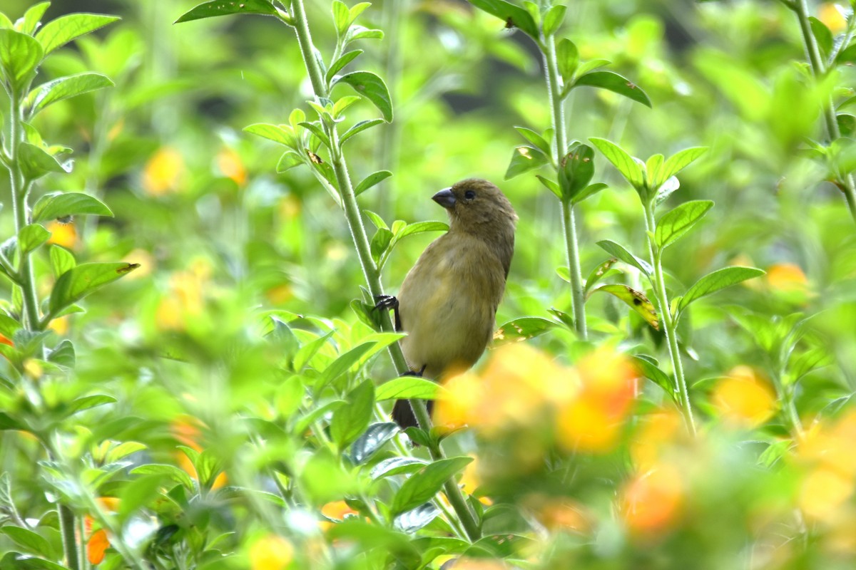 Yellow-bellied Seedeater - irina shulgina