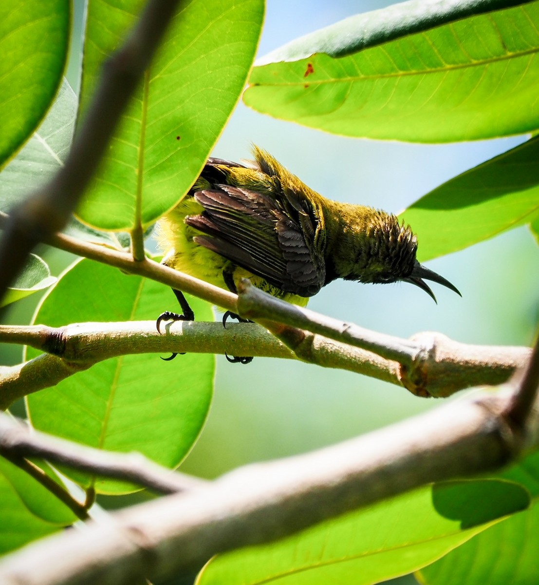 Ornate Sunbird (Ornate) - ML619153130