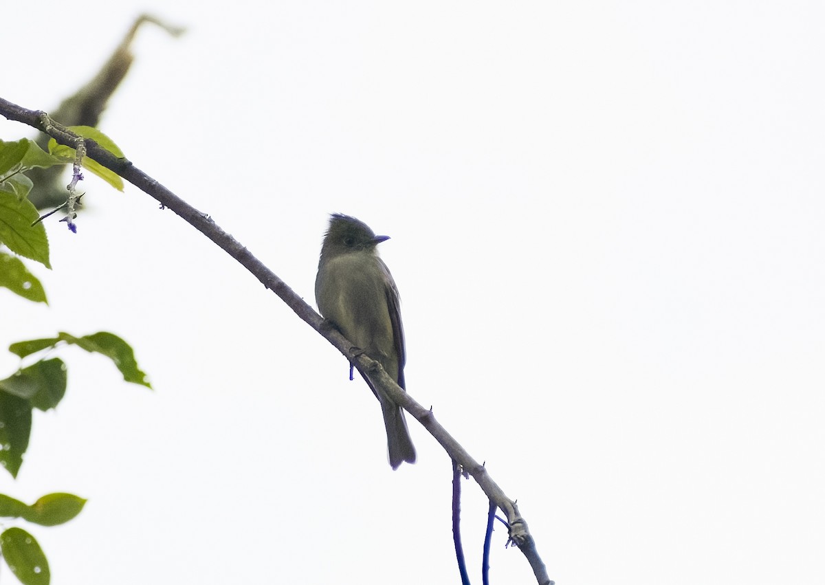 Smoke-colored Pewee - Giselle Mangini