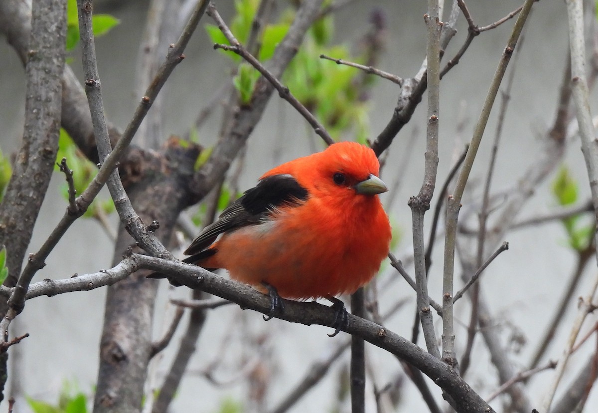 Scarlet Tanager - Jan Bradley