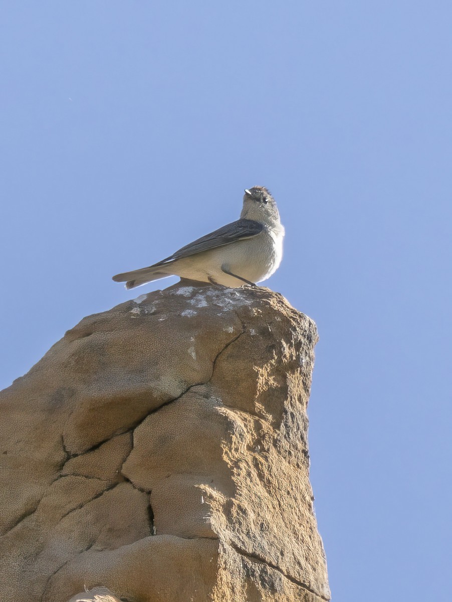 Lucy's Warbler - Diane Hoy