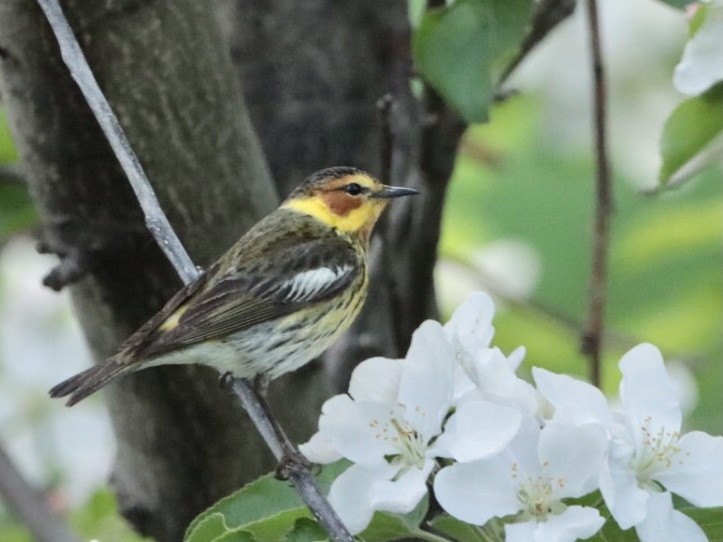 Cape May Warbler - Nancy Oborne