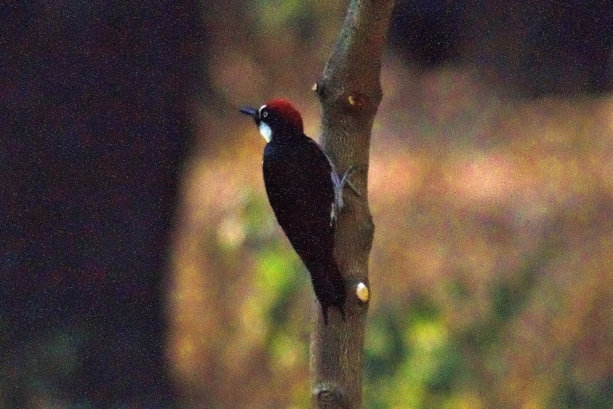 Acorn Woodpecker - Carlos Contreras Terrazas