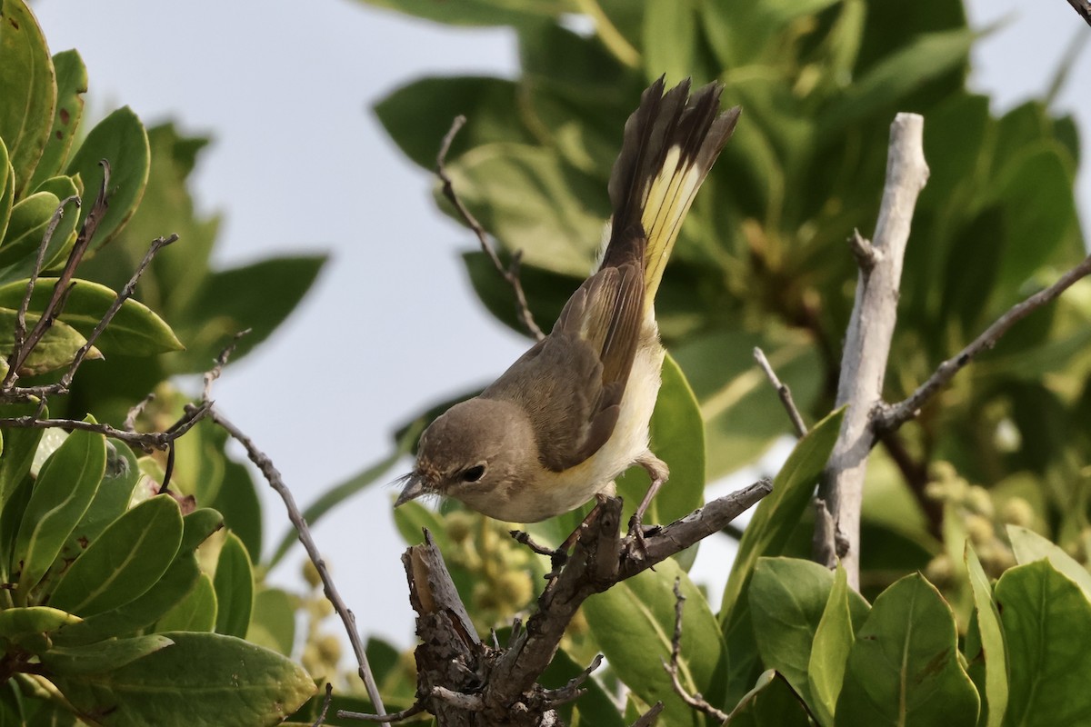 American Redstart - Alice Church