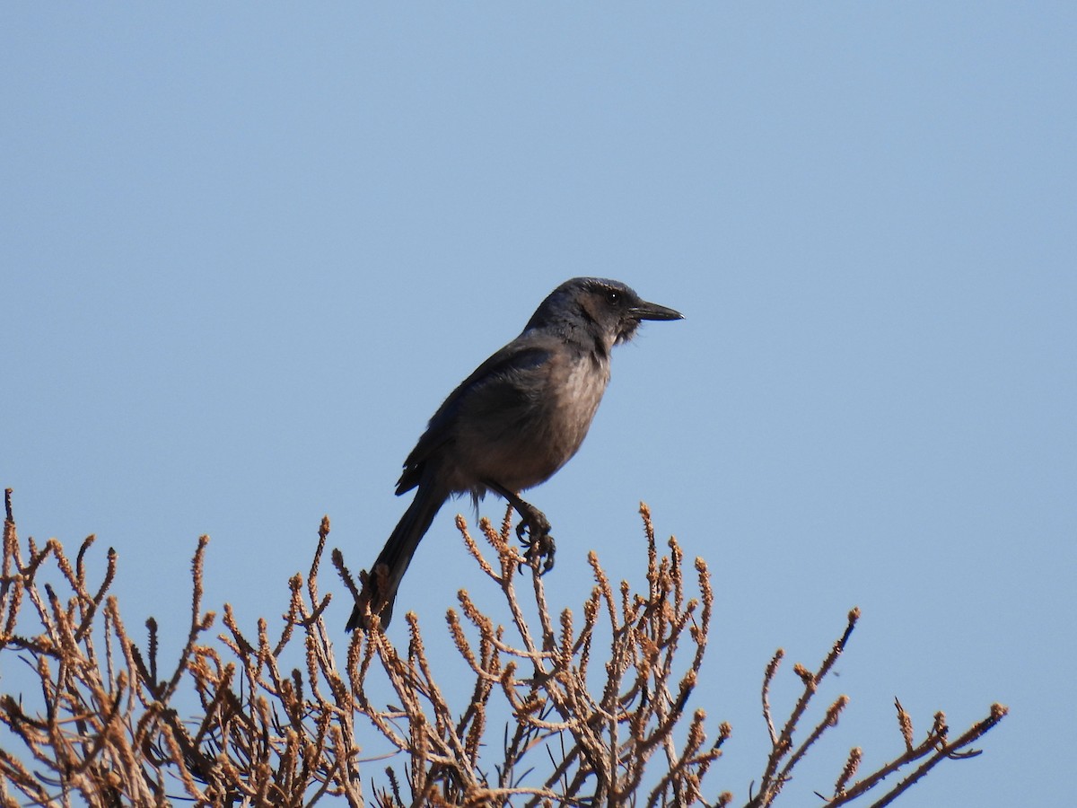 Woodhouse's Scrub-Jay - Teale Fristoe