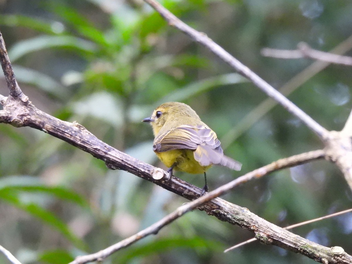 Yellow Tyrannulet - Maria Lujan Solis