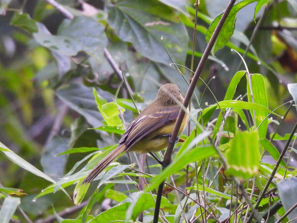 Yellow Tyrannulet - Maria Lujan Solis