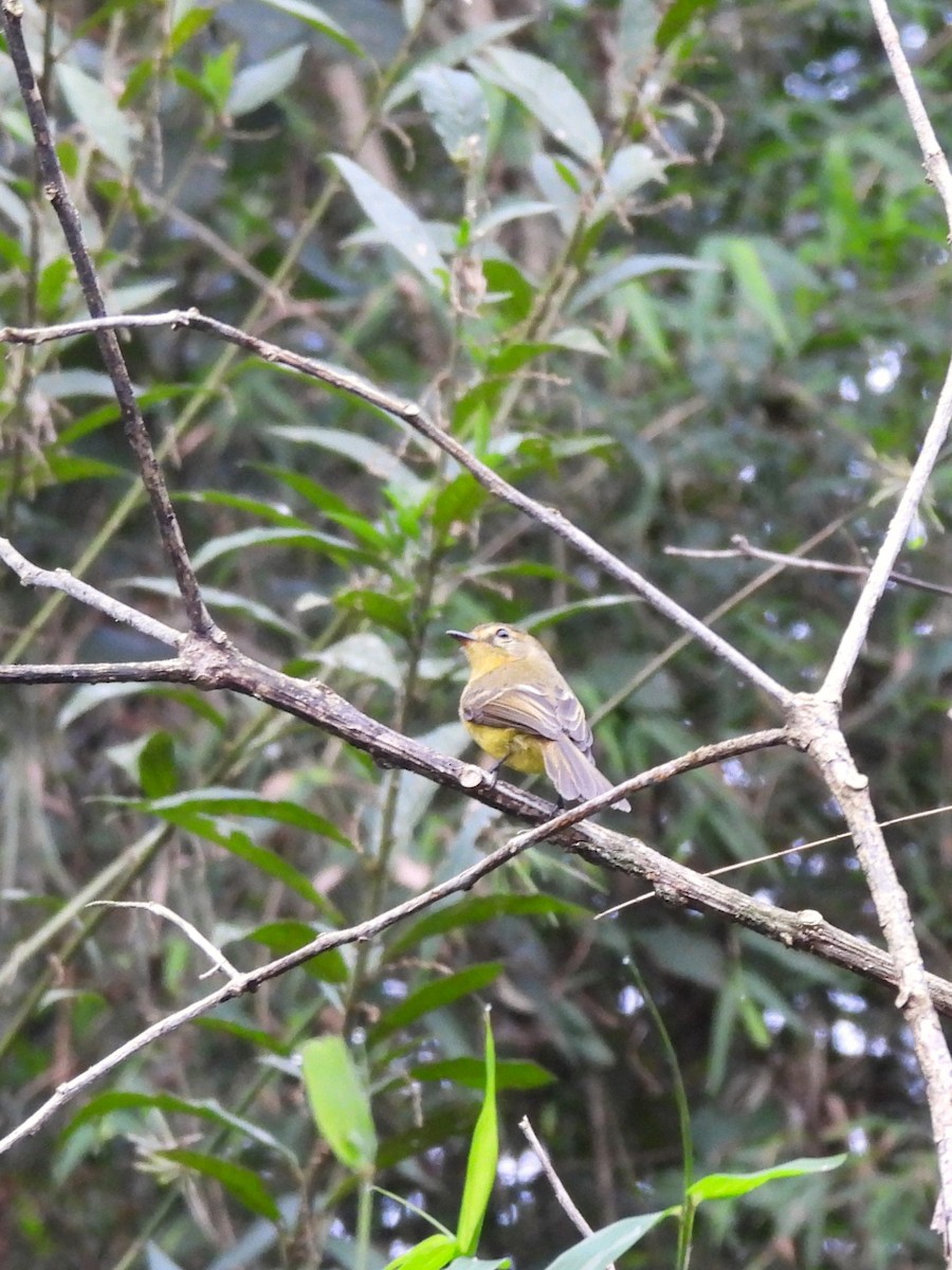 Yellow Tyrannulet - Maria Lujan Solis