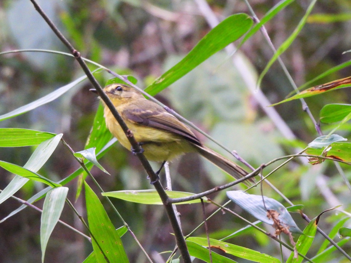 Yellow Tyrannulet - Maria Lujan Solis