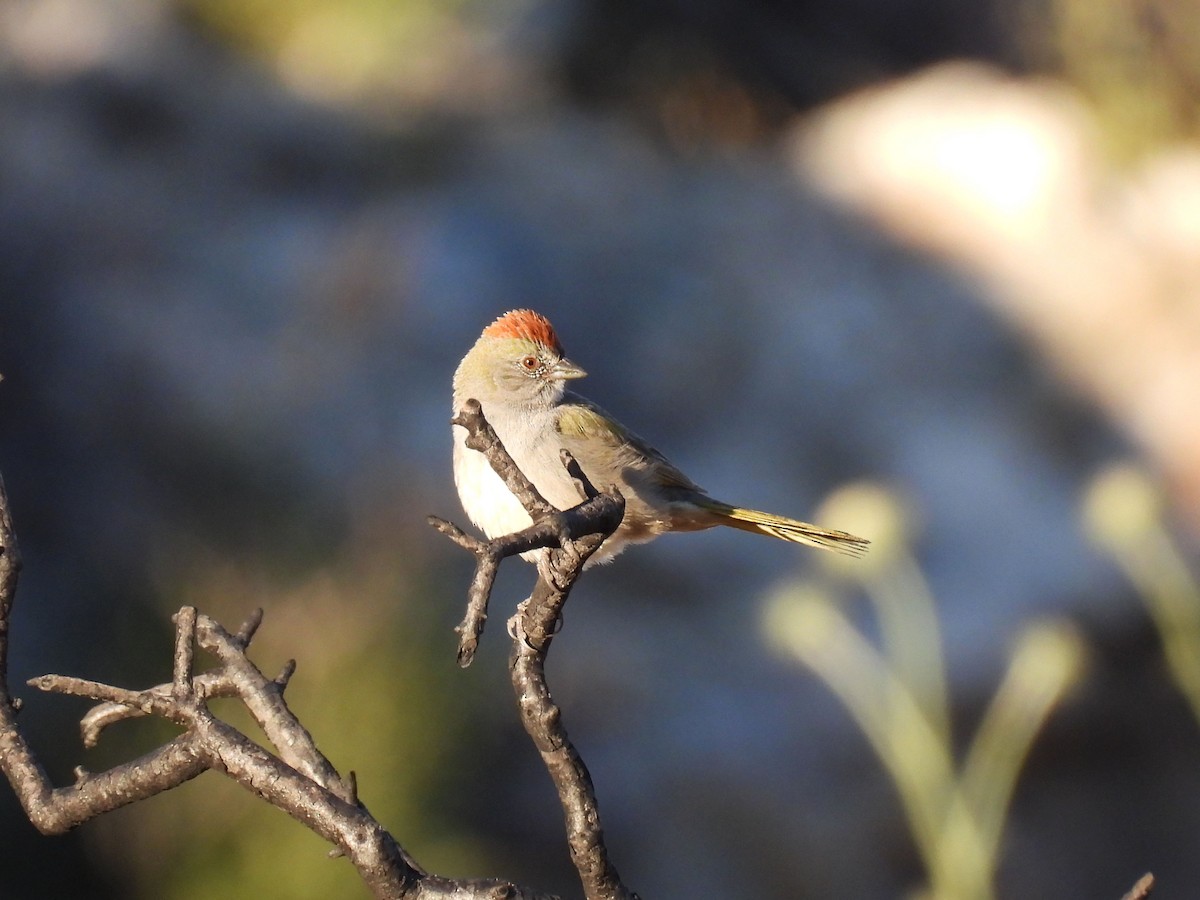 Green-tailed Towhee - ML619153223