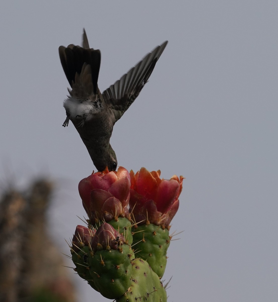 kolibřík temnobřichý - ML619153224